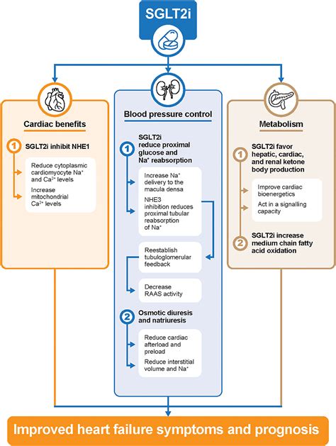 Frontiers Is There A Diabeteskidneyheart Continuum Perspectives