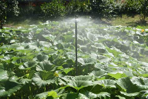 Pumpkin Water Guide Everything You Need To Know About Watering Pumpkin