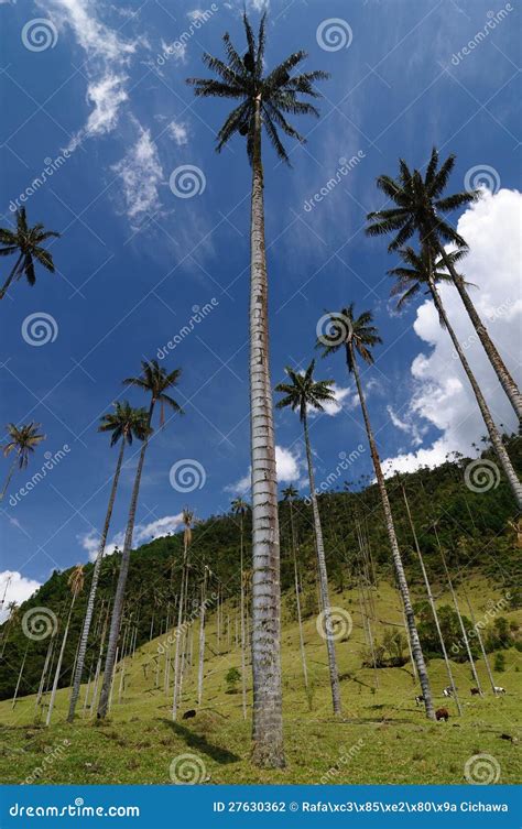 Colombia, Wax Palm Trees of Cocora Valley Stock Photo - Image of palm ...