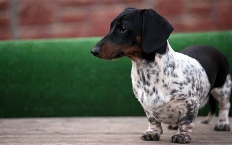 Piebald dachshund – Artofit