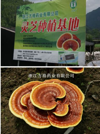 GMP And HACCP Certificate Organic Reishi Mushroom Extract China