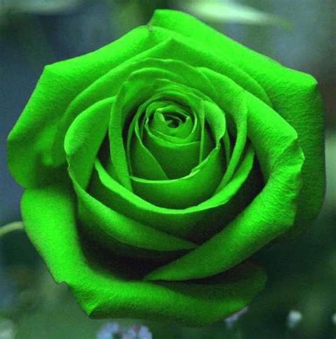 Green Roses: Meaning & Pictures | Flower Glossary