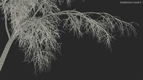 Silver Birch Naked Tree 3D Model 24 3ds Blend C4d Fbx Max Ma