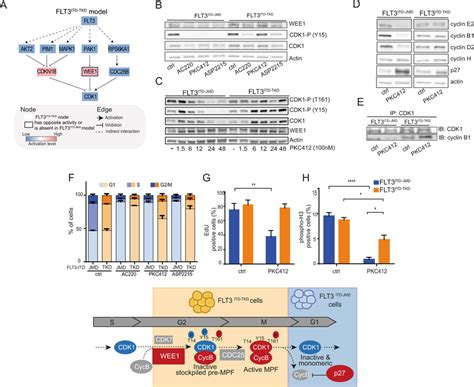 The Itd Location Affects The Wee Cdk Axis And The Regulation Of