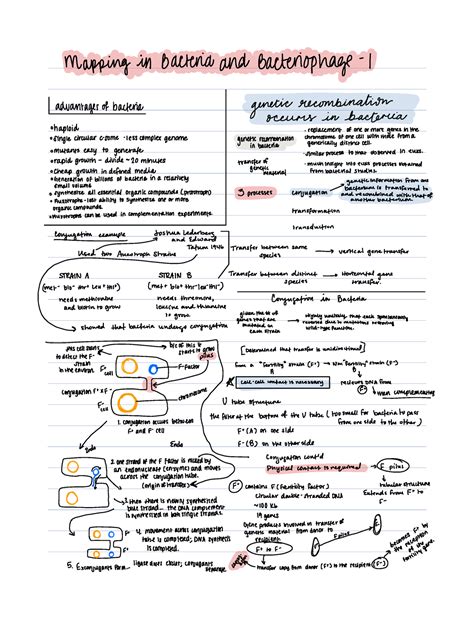 Mapping in bacteria 1 - Mapping in Bacteria and Bacteriophage 1 genetic