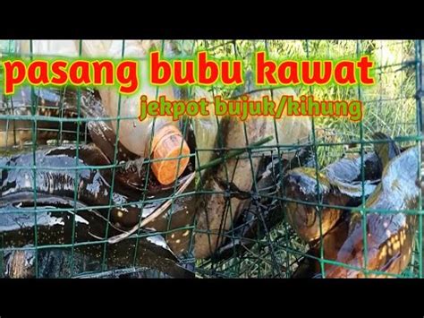 Pasang Bubu Panen Ikan Bujuk Kihung Di Parit Dekat Perkampungan Bubu