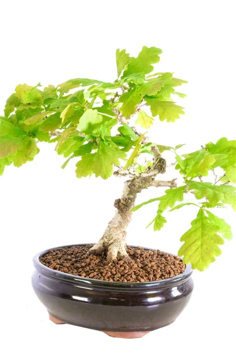 Gorgeous English Oak Bonsai Tree Quercus Robur Excellence Range