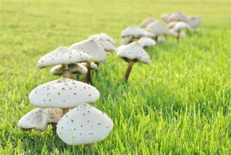 9 Common Reasons Why Mushrooms Are Invading Your Lawn Housely