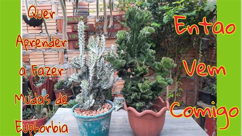 APRENDA A FAZER MUDAS DE EUPHORBIA LACTEA CRISTATA YouTube