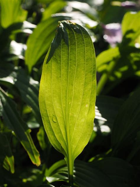 Images Gratuites La Nature Fleur Feuille Herbe Botanique Flore