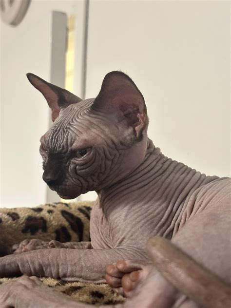 What is this lump on my kittens neck? : r/CATHELP