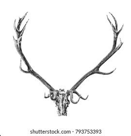 Deer Antlers Sketch Isolated On White Stock Illustration 793753393 ...