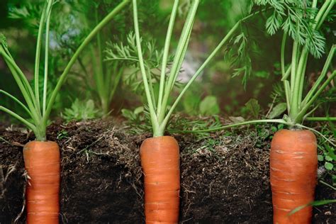 Comment désherber les carottes naturellement sans endommager les