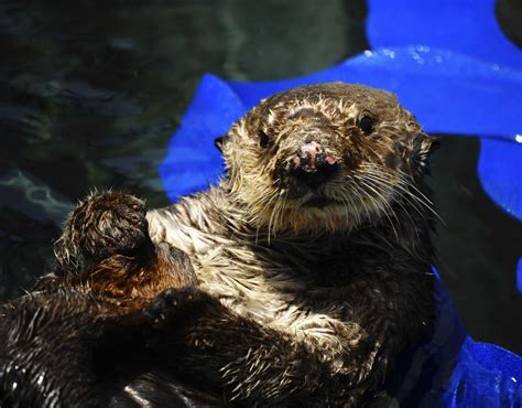 Otter Conservation Efforts Bolstered By New Rehabilitation Space The