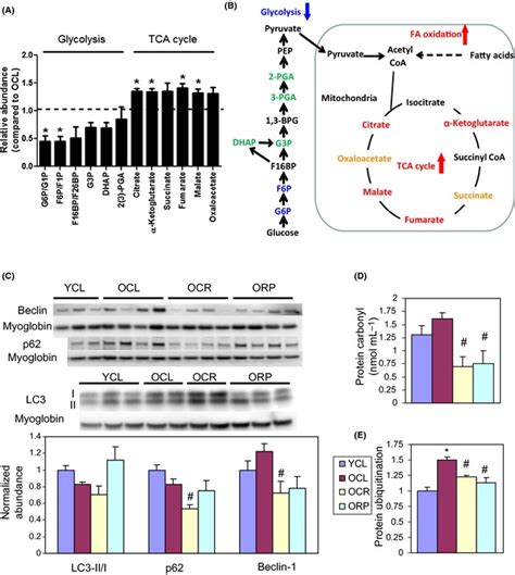 Metabolic Profiling And Biochemical Assay A Relative Abundance Of