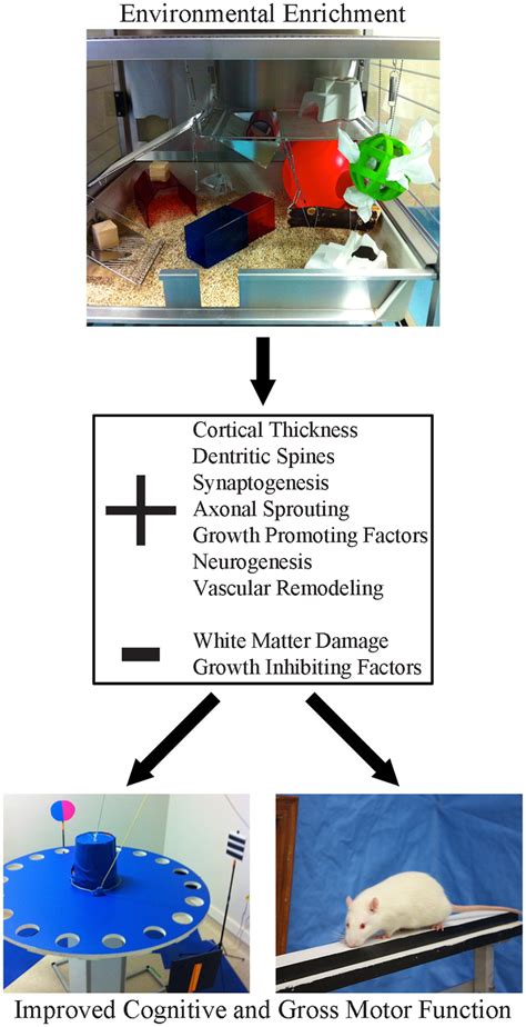 Environmental Enrichment Ee Is A Multi Faceted Form Of Housing That