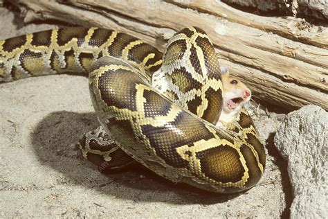 Burmese python with prey - Stock Image - Z780/0088 - Science Photo Library