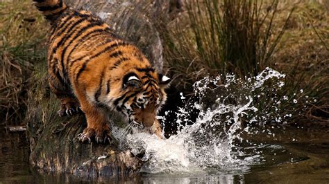 Tiger Drinking Water Wallpapers - Top Free Tiger Drinking Water ...