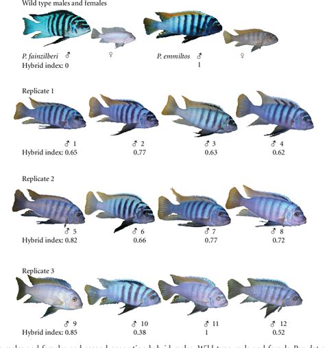 African Cichlid Types