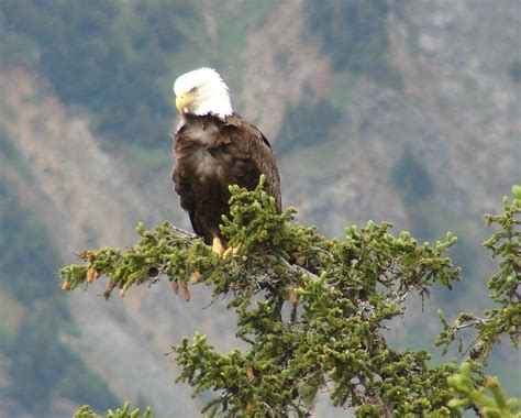 Juneau Mendenhall 5 Favorite Places Bald Eagle Juneau Alaska