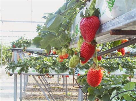 Hidropon A Lo Que Debes Saber De Este Tipo De Cultivo