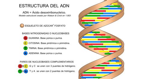 Arriba Imagen Modelo Estructural Del Adn Abzlocal Mx