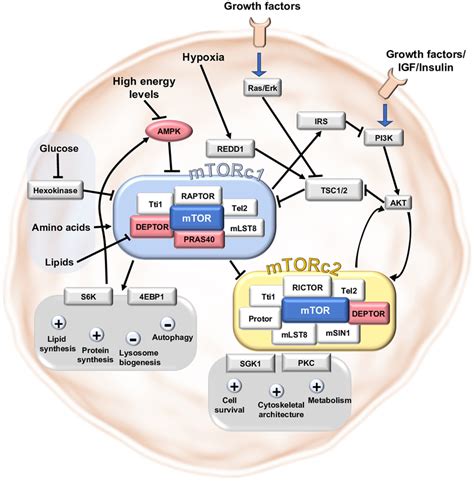 Main Signaling Pathways In Mtorc1 And Mtorc2 The Mtor Signaling