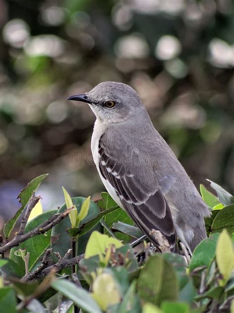 Florida State Bird - Northern Mockingbird Stock Image - Image of state ...