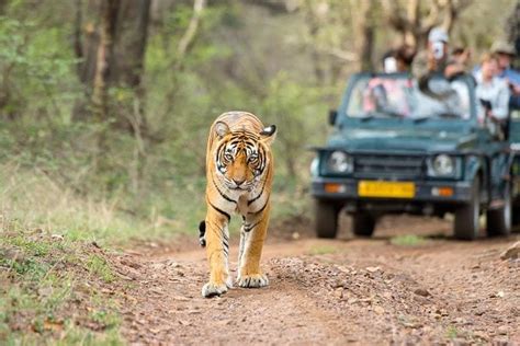 From Delhi Day Golden Triangle Tour Ranthambore Tiger Safari