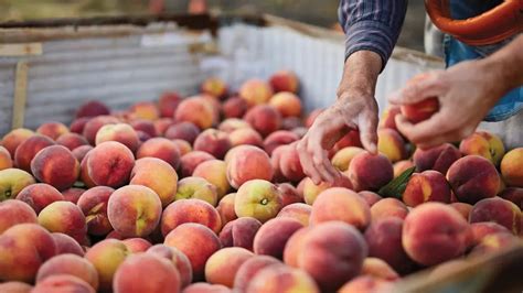 Types Of Peaches Guide To Peaches The Table By Harry David