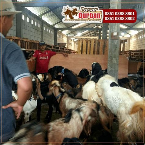 Wa 0851 0388 8801 Harga Kambing Qurban Sidoarjo 2023 Makanan Minuman