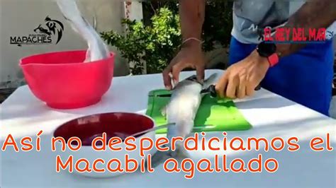 Pesca Yucat N Como Darle Provecho Al Macabi Macabil Ladyfish Youtube