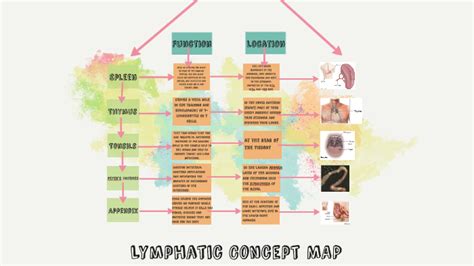 Lymphatic Concept Map By Emily Guzman On Prezi