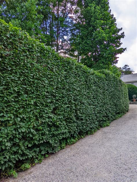 Planting A Hedge Of European Hornbeams The Martha Stewart Blog