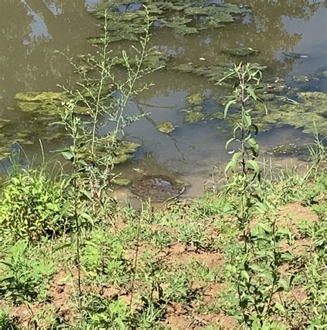 Spotted a huge spiny softshell turtle in my grandpas cattle pond. : r