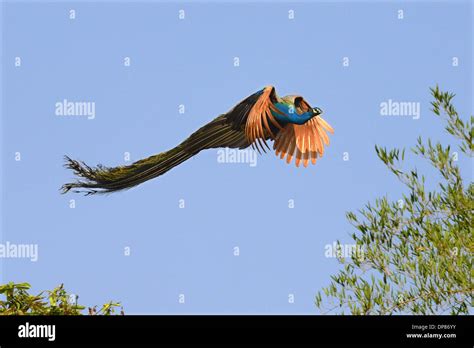 Indian Peafowl Pavo Cristatus Adult Male In Flight Ranganthittu