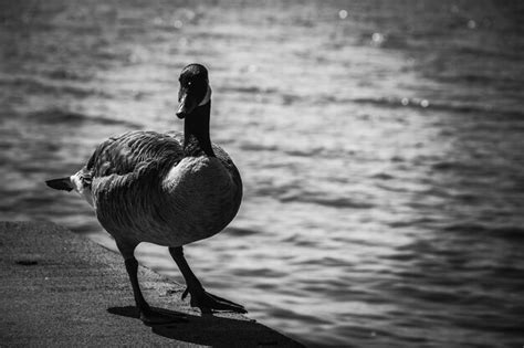 Premium Photo Bird On A Lake