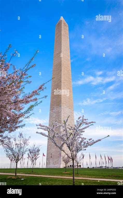 National mall cherry blossoms hi-res stock photography and images - Alamy