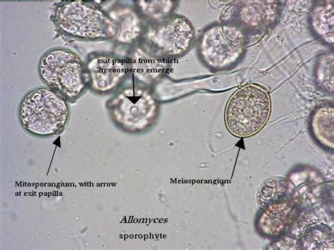 Hongos MicroscÓpicos BiologÍa Y GeologÍa