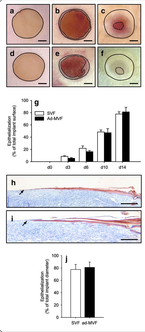 Epithelialization Of Implanted Scaffolds A F Stereomicroscopic Images