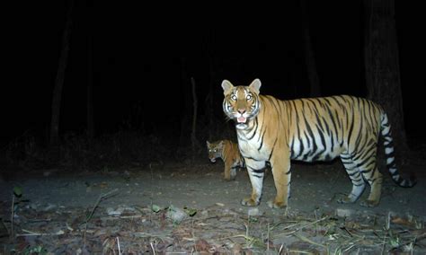 Nepal Nearly Doubles Its Wild Tiger Population Stories Wwf