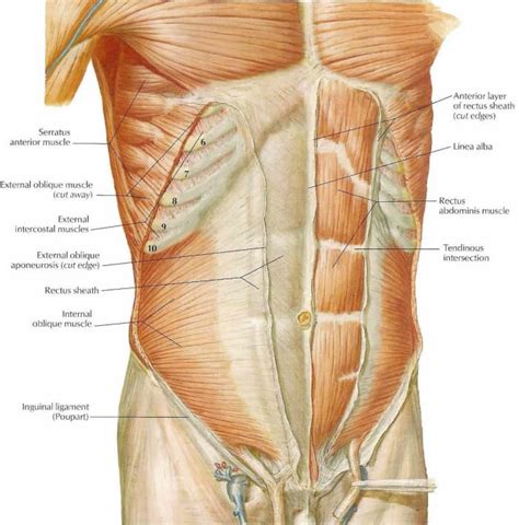 Human Anatomy and Physiology of Muscles - HubPages