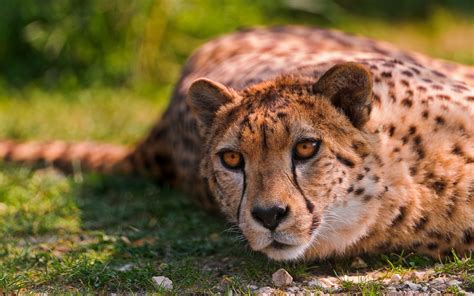 Cheetah Lying Desktop Wallpaper Hd Cheetah Wallpaper Animals