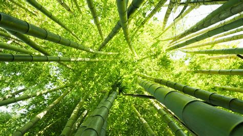 World Bamboo Day 2022 History Significance Quotes And Key Facts News18