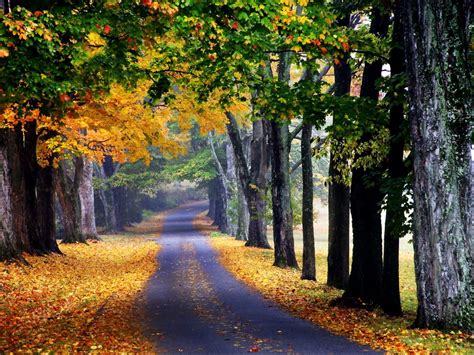 Woud Natuur Herfst Achtergrond Top Gratis Achtergronden