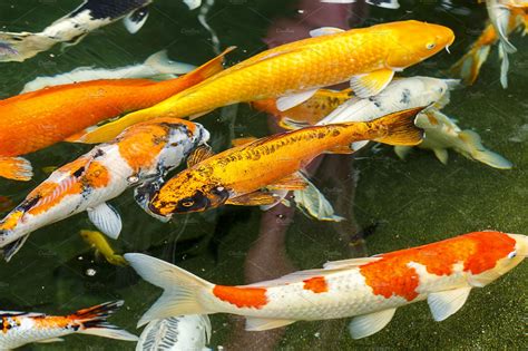 Mutliple Koi Fish High Quality Animal Stock Photos Creative Market