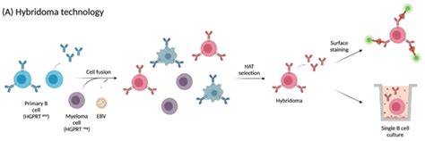 Methods for Antibody Discovery: Single Cell Techniques | NanoCellect