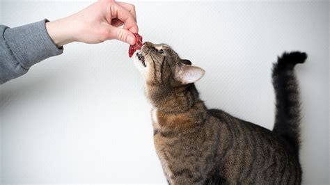 Feeding Your Cat Our Expert Nutrition Guides And Advice Purina