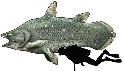 a drawing of a person diving next to a large fish