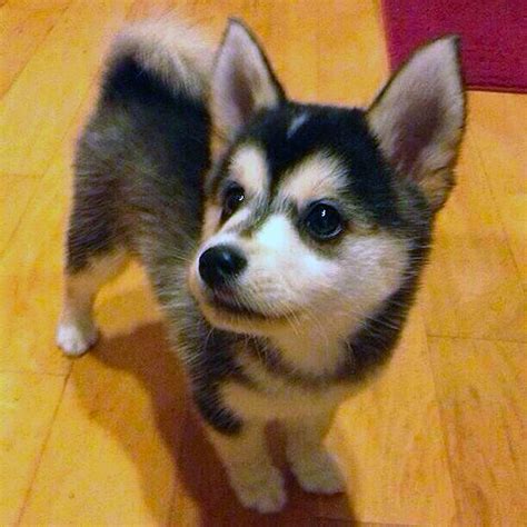 Corgi Husky Mixed Breed All About Horgi And Siborgi Dogs